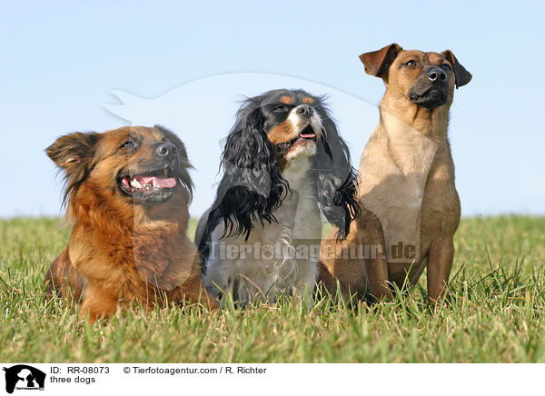 three dogs / RR-08073