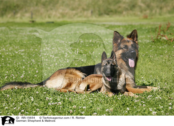 German Shepherd & Malinois / RR-15654