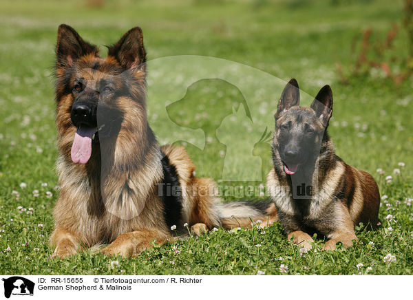 German Shepherd & Malinois / RR-15655