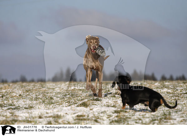 Weimaraner & Dackel / Weimaraner & Dachshund / JH-01776
