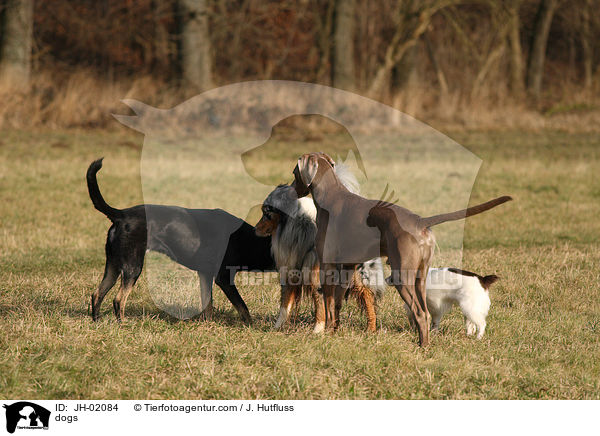 Hunde / dogs / JH-02084