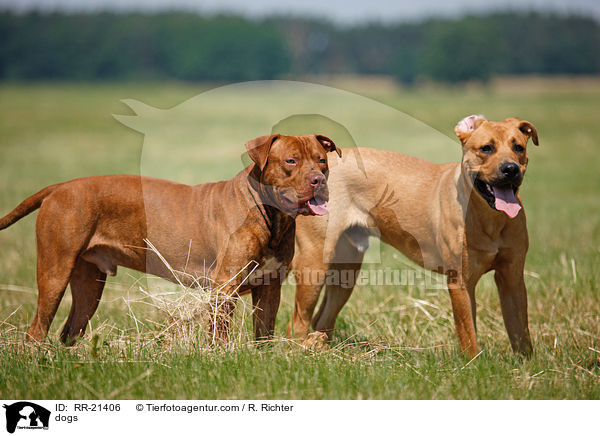 dogs / RR-21406