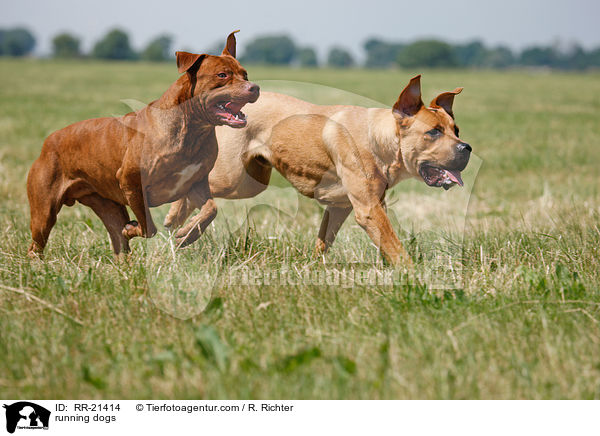 running dogs / RR-21414