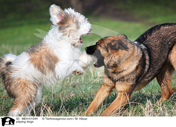 playing dogs / MEH-01094