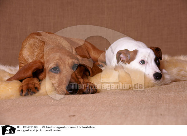 mongrel and jack russell terrier / BS-01166
