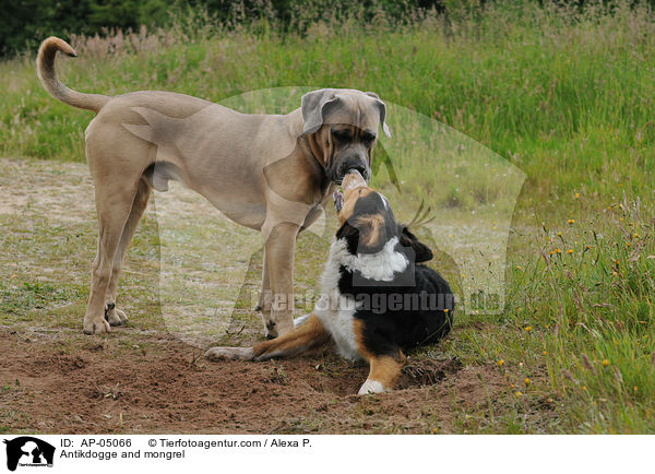Antikdogge and mongrel / AP-05066