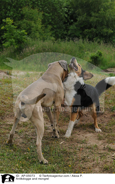 Antikdogge and mongrel / AP-05073
