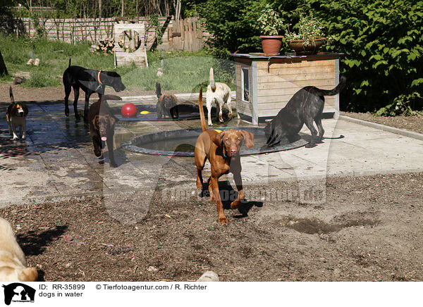 dogs in water / RR-35899