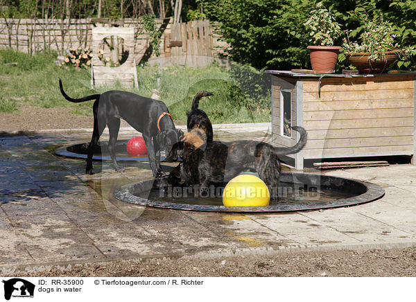 Hunde khlen sich ab / dogs in water / RR-35900