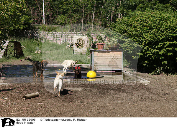 Hunde khlen sich ab / dogs in water / RR-35905
