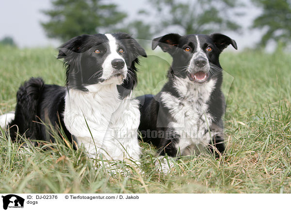 dogs / DJ-02376