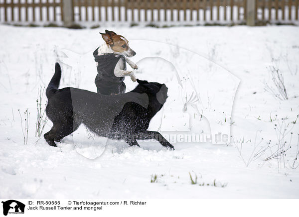 Jack Russell Terrier and mongrel / RR-50555