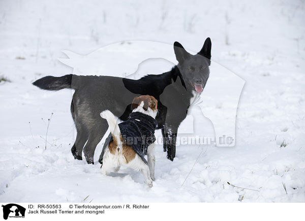 Jack Russell Terrier and mongrel / RR-50563