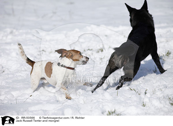 Jack Russell Terrier and mongrel / RR-50566