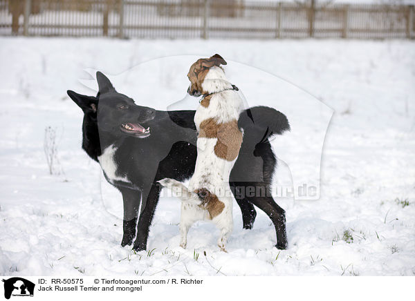 Jack Russell Terrier and mongrel / RR-50575