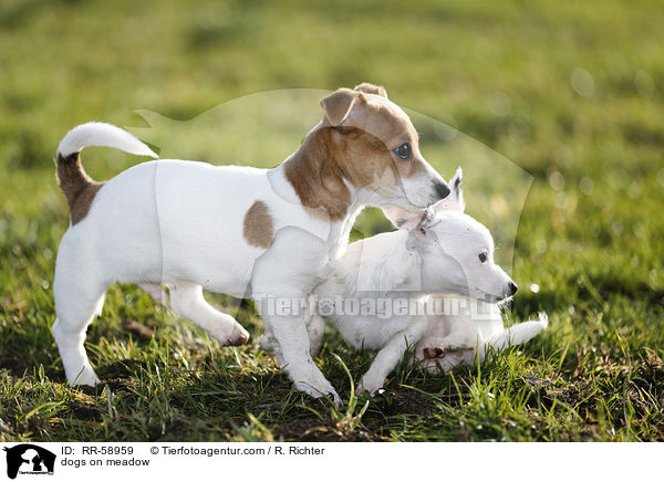 dogs on meadow / RR-58959