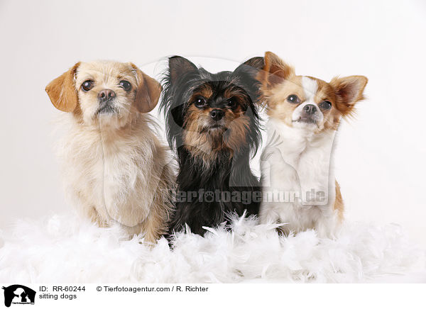 sitting dogs / RR-60244