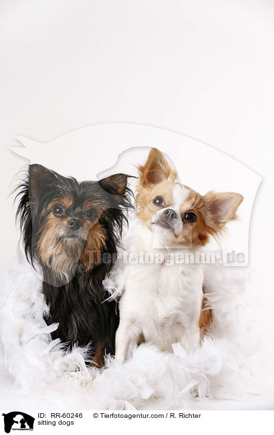 sitting dogs / RR-60246