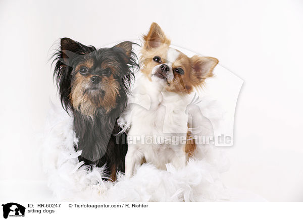 sitting dogs / RR-60247