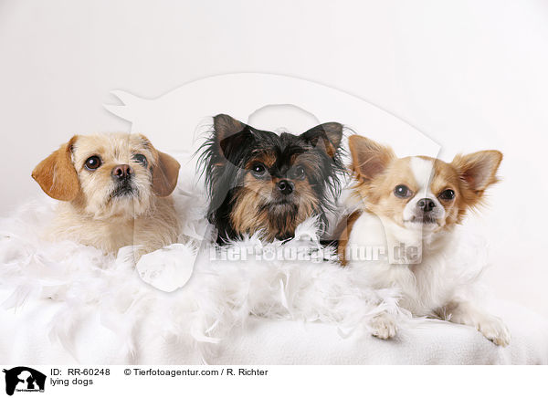 lying dogs / RR-60248