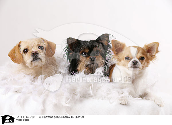 lying dogs / RR-60249