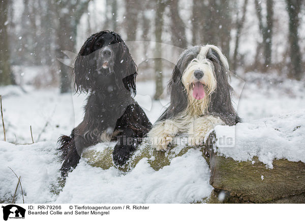 Bearded Collie und Setter-Mischling / Bearded Collie and Setter Mongrel / RR-79266
