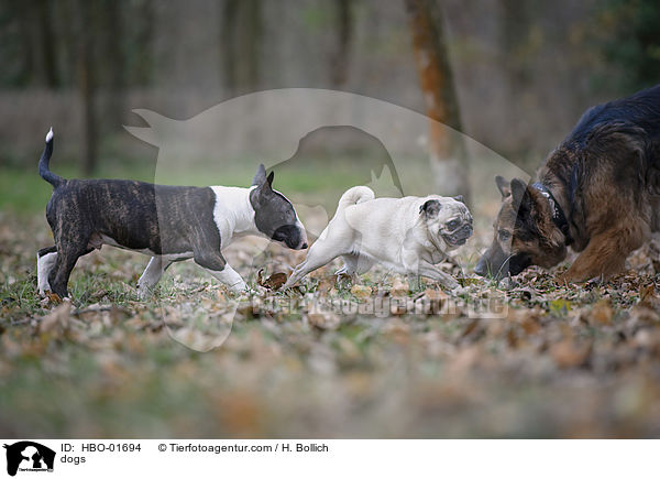 dogs / HBO-01694