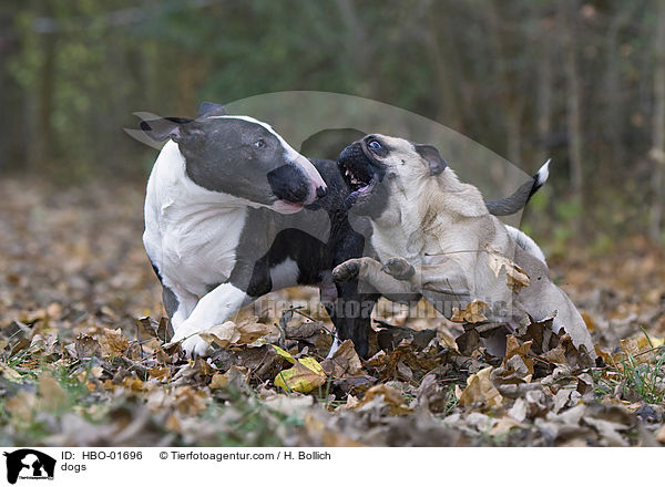 dogs / HBO-01696