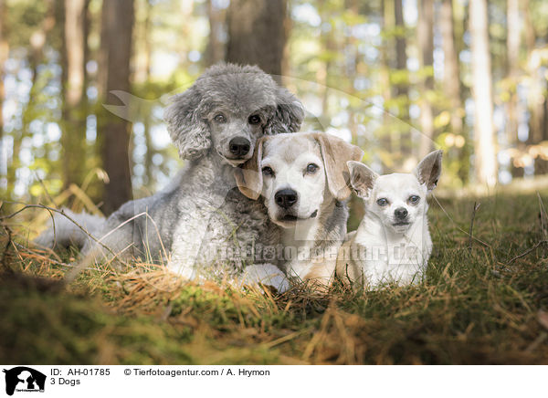 3 Dogs / AH-01785