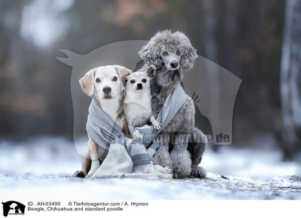 Beagle, Chihuahua and standard poodle / AH-03490