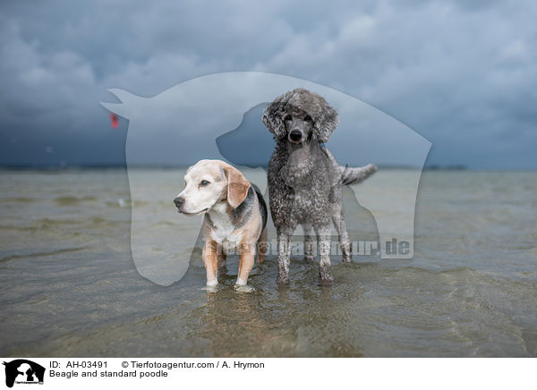 Beagle and standard poodle / AH-03491