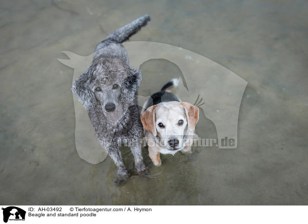 Beagle and standard poodle / AH-03492