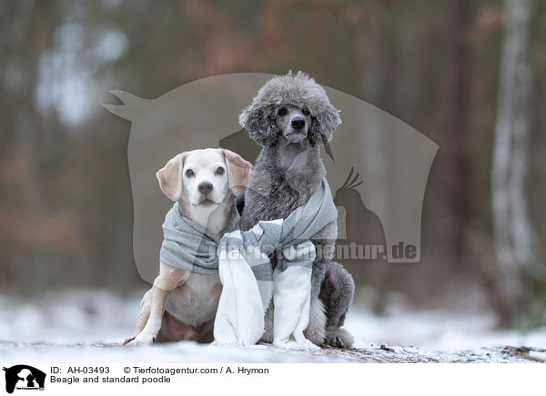 Beagle and standard poodle / AH-03493