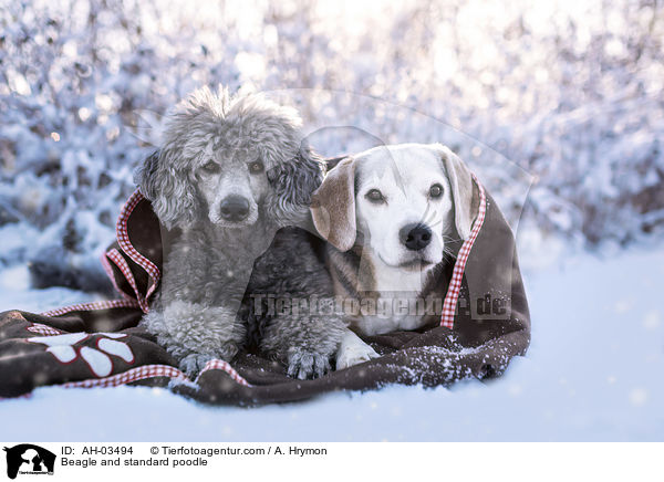 Beagle and standard poodle / AH-03494