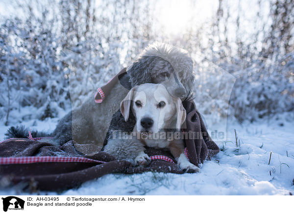 Beagle and standard poodle / AH-03495