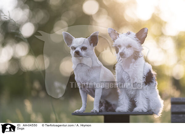 Dogs / AH-04550