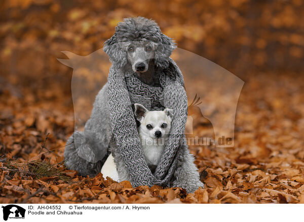 Poodle and Chihuahua / AH-04552