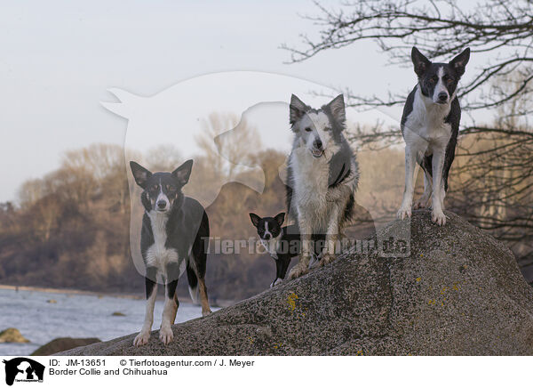 Border Collie and Chihuahua / JM-13651