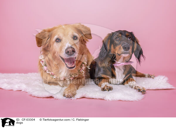 Hunde / dogs / CF-03304