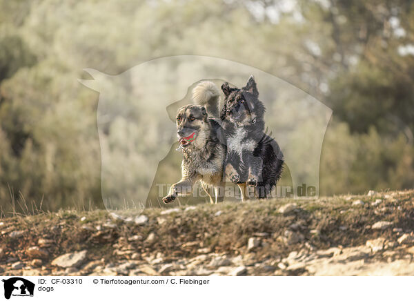 Hunde / dogs / CF-03310