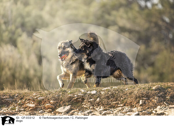 Hunde / dogs / CF-03312