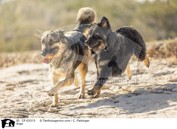 Hunde / dogs / CF-03313