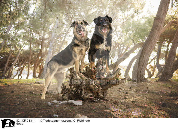 Hunde / dogs / CF-03314