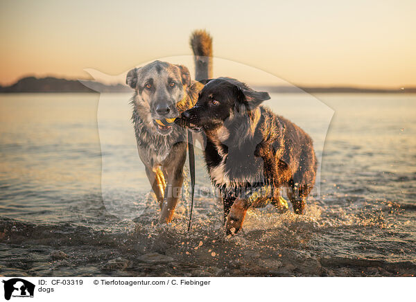 Hunde / dogs / CF-03319