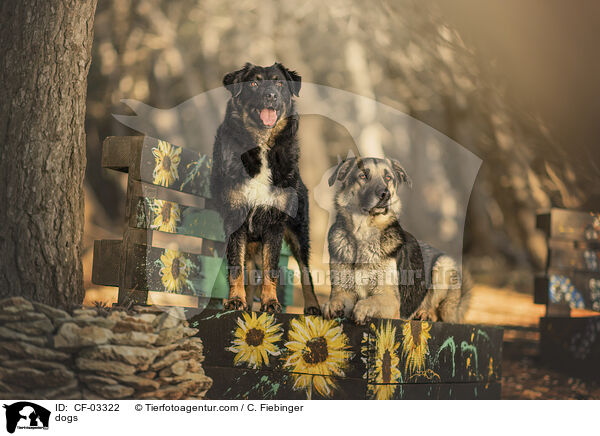 Hunde / dogs / CF-03322