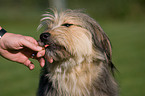 giving treat