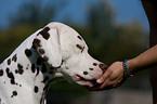 giving treat