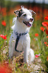 dog at poppy field