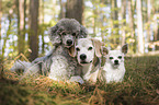 3 Dogs