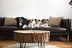 4 Dogs